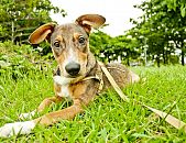 Doação de filhote de cachorro macho com pelo curto e de porte médio em Rio De Janeiro/RJ - 06/05/2013 - 10387