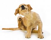 Como curar sarna de cachorro?