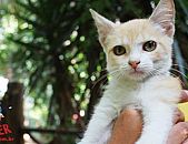 Doação de gato adulto fêmea com pelo médio e de porte médio em Contagem/MG - 04/10/2016 - 24286