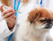 Tipos de anestesia para animais