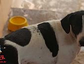 Doação de cachorro adulto fêmea com pelo curto e de porte grande em Contagem/MG - 23/05/2017 - 26260