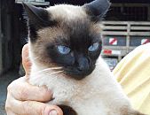 Doação de gato adulto fêmea e de porte grande em Blumenau/SC - 11/06/2017 - 26443
