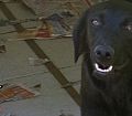 Doação de cachorro adulto macho com pelo curto e de porte grande em Contagem/MG - 21/10/2015 - 19730