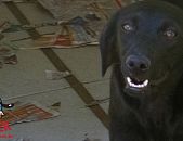 Doação de cachorro adulto macho com pelo curto e de porte grande em Contagem/MG - 21/10/2015 - 19730