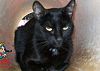 Doação de gato adulto fêmea com pelo curto e de porte médio em Contagem/MG - 19/03/2014 - 13005