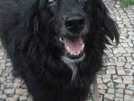 Doação de cachorro adulto macho com pelo longo e de porte médio em Rio De Janeiro/RJ - 29/04/2013 - 10372