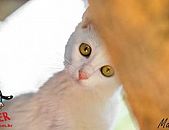 Doação de gato adulto fêmea com pelo curto e de porte médio em Contagem/MG - 10/01/2015 - 16342