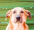 Doação de cachorro adulto macho com pelo curto e de porte grande em Contagem/MG - 25/09/2018 - 29508