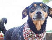 Doação de cachorro adulto macho com pelo curto e de porte médio em Contagem/MG - 11/04/2015 - 17490