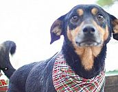 Doação de cachorro adulto macho com pelo curto e de porte médio em Contagem/MG - 11/04/2015 - 17490