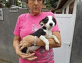 Doação de filhote de cachorro macho e de porte médio em Acrelândia/AC - 15/06/2017 - 26476