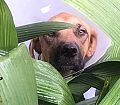 Doação de cachorro adulto fêmea com pelo curto e de porte grande em Contagem/MG - 06/07/2018 - 29147