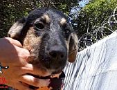 Doação de cachorro adulto macho com pelo curto e de porte médio em Contagem/MG - 11/09/2018 - 29440