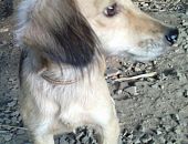 Doação de cachorro adulto macho e de porte pequeno em Blumenau/SC - 25/05/2016 - 23041