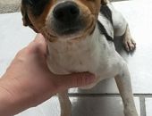 Doação de cachorro adulto macho e de porte pequeno em Blumenau/SC - 11/11/2016 - 24667