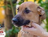 Doação de cachorro adulto fêmea com pelo curto e de porte médio em Contagem/MG - 27/03/2014 - 13093