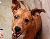 Doação de cachorro adulto fêmea com pelo curto e de porte médio em Contagem/MG - 13/09/2016 - 24122