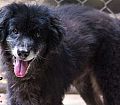 Doação de cachorro adulto macho com pelo longo e de porte pequeno em Contagem/MG - 05/03/2015 - 16874