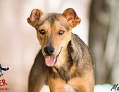 Doação de cachorro adulto macho com pelo curto e de porte médio em Contagem/MG - 11/04/2015 - 17496