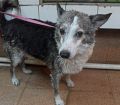 Doação de cachorro adulto macho com pelo longo e de porte médio em Rio De Janeiro/RJ - 29/04/2013 - 10349