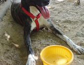 Doação de cachorro adulto fêmea com pelo médio e de porte médio em Rio De Janeiro/RJ - 29/04/2013 - 10378