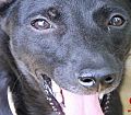 Doação de cachorro adulto macho com pelo curto e de porte grande em Contagem/MG - 21/06/2013 - 10545