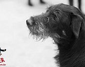 Doação de cachorro adulto macho com pelo médio e de porte médio em Contagem/MG - 04/08/2015 - 18693