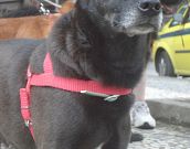 Doação de cachorro adulto fêmea com pelo médio e de porte médio em Rio De Janeiro/RJ - 29/04/2013 - 10369