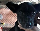 Doação de cachorro adulto macho com pelo curto e de porte médio em Contagem/MG - 06/07/2018 - 29154