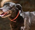 Doação de cachorro adulto fêmea com pelo curto e de porte médio em Contagem/MG - 10/01/2015 - 16344