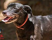 Doação de cachorro adulto fêmea com pelo curto e de porte médio em Contagem/MG - 10/01/2015 - 16344