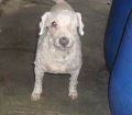 Doação de cachorro adulto macho com pelo médio e de porte médio em Rio De Janeiro/RJ - 29/04/2013 - 10344