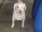 Doação de cachorro adulto macho com pelo médio e de porte médio em Rio De Janeiro/RJ - 29/04/2013 - 10344