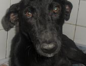 Doação de cachorro adulto fêmea com pelo médio e de porte médio em Rio De Janeiro/RJ - 29/04/2013 - 10351