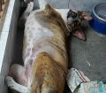 Doação de cachorro adulto macho com pelo médio e de porte médio em Rio De Janeiro/RJ - 29/04/2013 - 10347