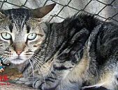Doação de gato adulto macho com pelo curto e de porte grande em Contagem/MG - 23/04/2014 - 13508