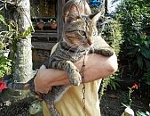 Doação de gato adulto macho e de porte grande em Blumenau/SC - 11/06/2017 - 26441