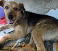 Doação de cachorro adulto macho com pelo médio e de porte médio em Rio De Janeiro/RJ - 29/04/2013 - 10353