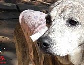 Doação de cachorro adulto fêmea com pelo curto e de porte médio em Contagem/MG - 06/07/2018 - 29137