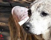 Doação de cachorro adulto fêmea com pelo curto e de porte médio em Contagem/MG - 06/07/2018 - 29137