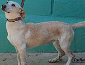 Doação de cachorro adulto fêmea com pelo curto e de porte médio em Contagem/MG - 02/09/2013 - 10835