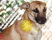 Doação de cachorro adulto fêmea com pelo curto e de porte médio em Contagem/MG - 19/05/2017 - 26237