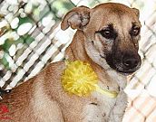 Doação de cachorro adulto fêmea com pelo curto e de porte médio em Contagem/MG - 19/05/2017 - 26237