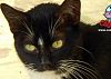 Doação de gato adulto fêmea com pelo curto e de porte pequeno em Contagem/MG - 11/03/2014 - 12891