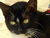 Doação de gato adulto fêmea com pelo curto e de porte pequeno em Contagem/MG - 11/03/2014 - 12891