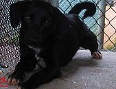 Doação de cachorro adulto macho com pelo curto e de porte médio em Contagem/MG - 14/02/2015 - 16721