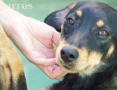 Doação de cachorro adulto fêmea com pelo curto e de porte médio em Contagem/MG - 21/06/2013 - 10566