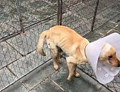 Doação de cachorro adulto macho e de porte grande em Blumenau/SC - 06/08/2016 - 23768