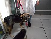 Doação de cachorro adulto macho e de porte médio em Blumenau/SC - 21/07/2016 - 23595
