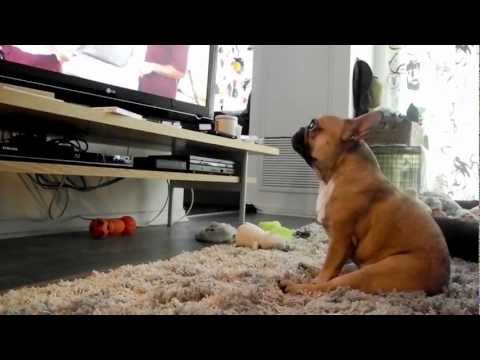 Blupet - Os 10 vídeos de cachorro mais engraçados do  - Vídeo